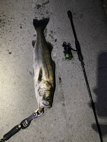 シーバスの釣果