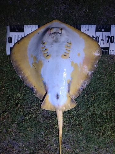 アカエイの釣果