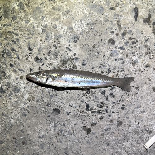 シロギスの釣果