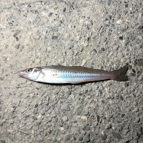 シロギスの釣果