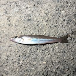 シロギス