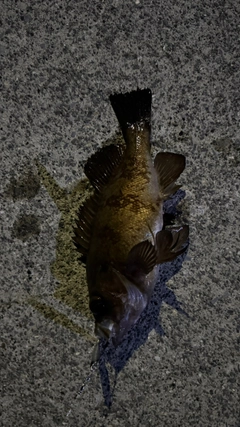 メバルの釣果