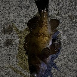 メバル