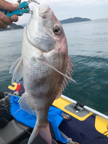 マダイの釣果