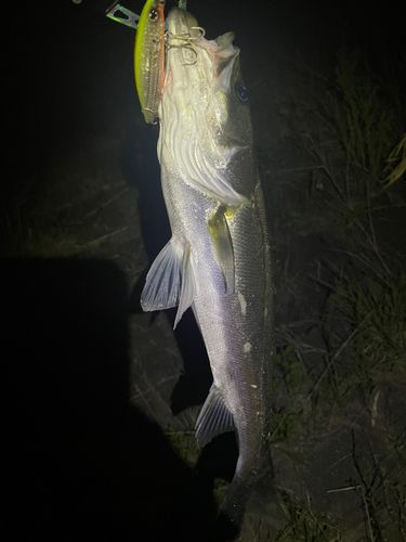 セイゴ（マルスズキ）の釣果