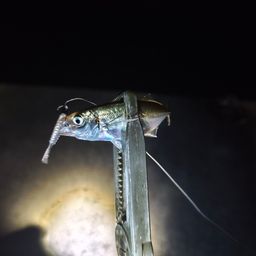 アジ
