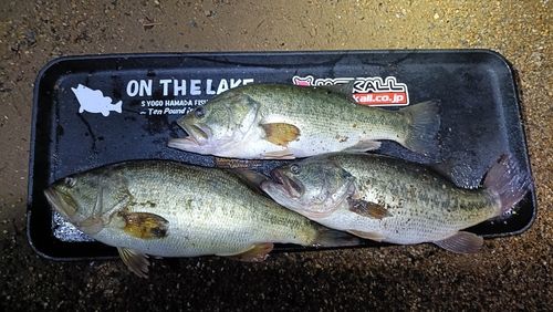 ブラックバスの釣果