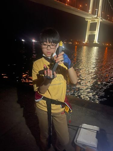 エゾメバルの釣果