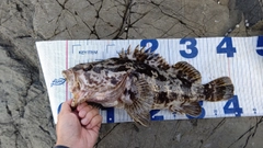 タケノコメバルの釣果