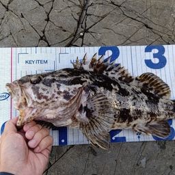 タケノコメバル