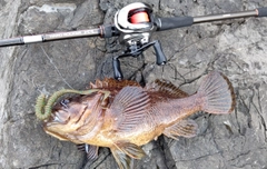ムラソイの釣果