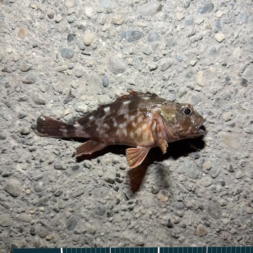 カサゴの釣果