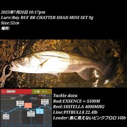 シーバス
