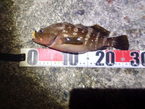 アコウの釣果