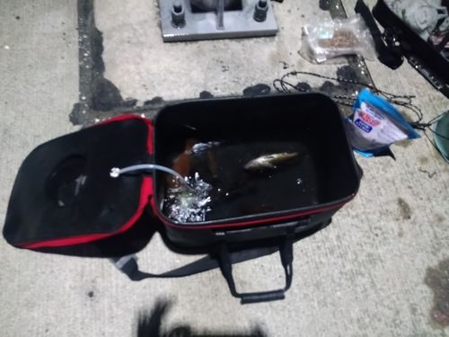 エゾメバルの釣果