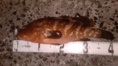 キジハタの釣果