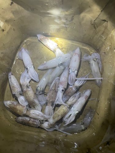 イカの釣果
