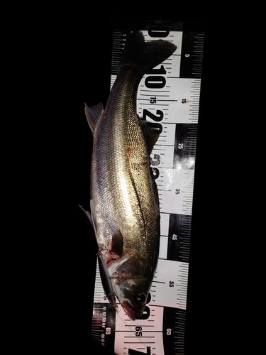 シーバスの釣果