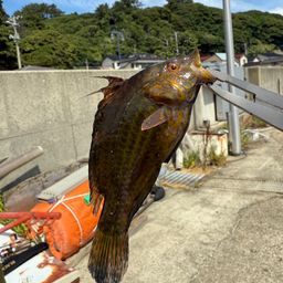 オハグロベラ