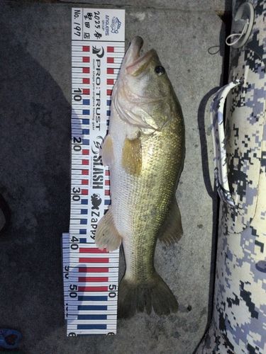 ブラックバスの釣果
