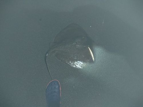 エイの釣果