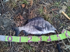 クロダイの釣果