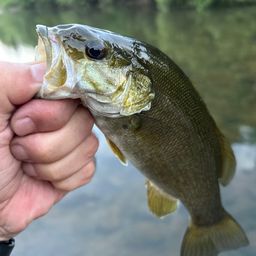 スモールマウスバス