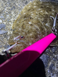 ヒラメの釣果