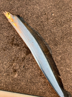 タチウオの釣果