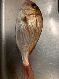 タイの釣果