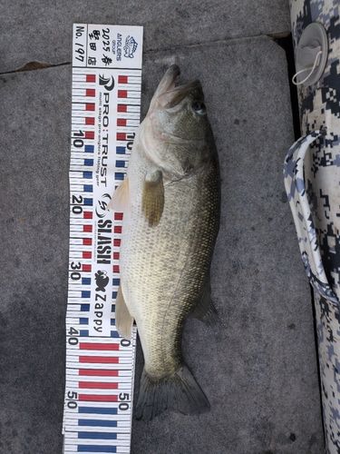 釣果