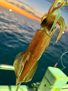 アカイカの釣果