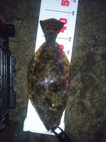 ヒラメの釣果
