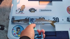 カマスの釣果