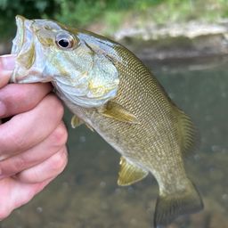 スモールマウスバス