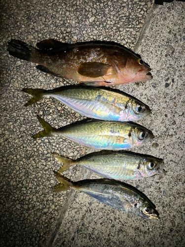 アジの釣果