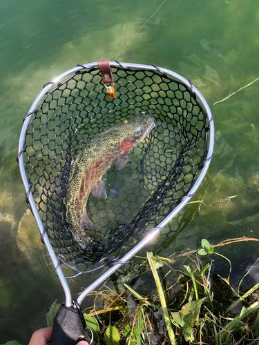 ブラウントラウト