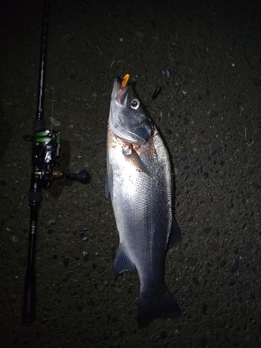 ヒラスズキの釣果