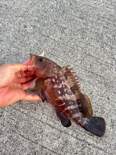 キジハタの釣果