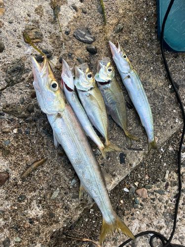 カマスの釣果