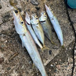 カマス