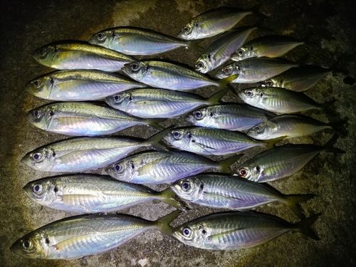 アジの釣果