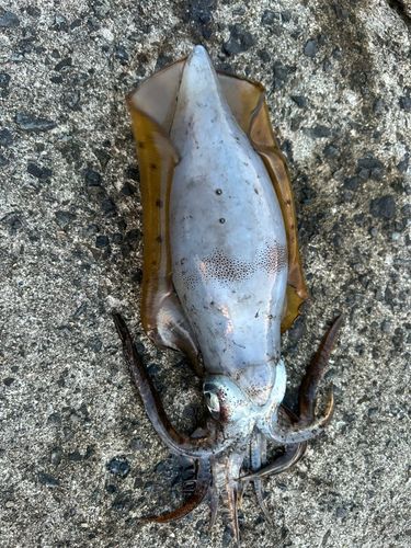 アオリイカの釣果