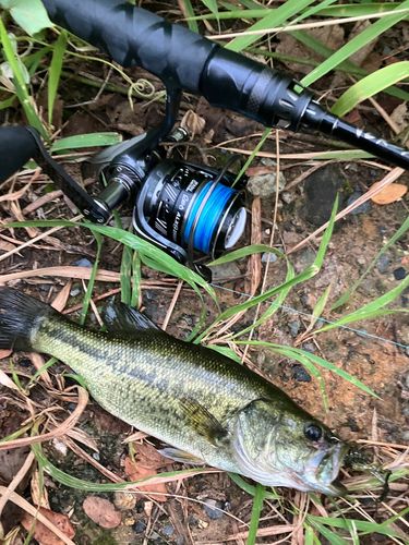 ブラックバスの釣果