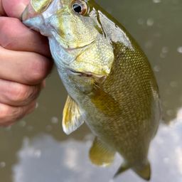 スモールマウスバス