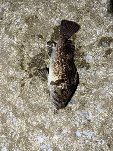 クロソイの釣果