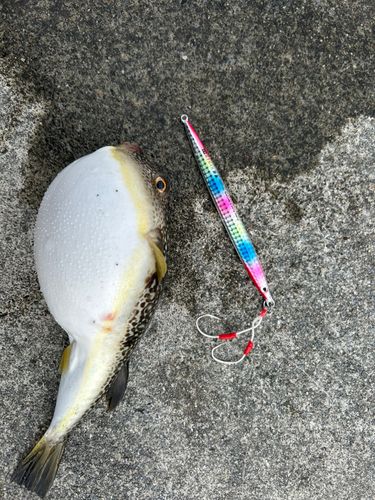 フグの釣果