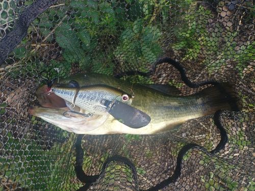 ラージマウスバスの釣果