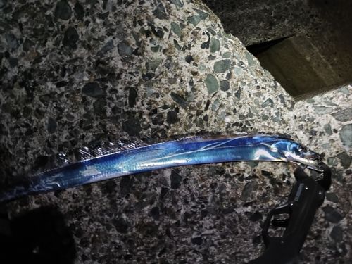 タチウオの釣果