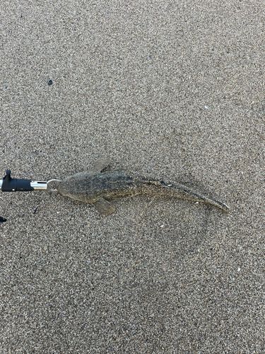 コチの釣果